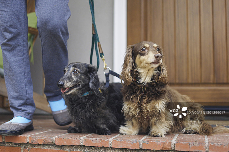 低角度拍摄的长毛腊肠犬散步图片素材