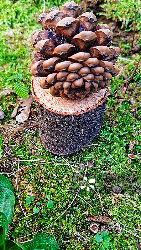 松果木块静物：春日自然图片素材