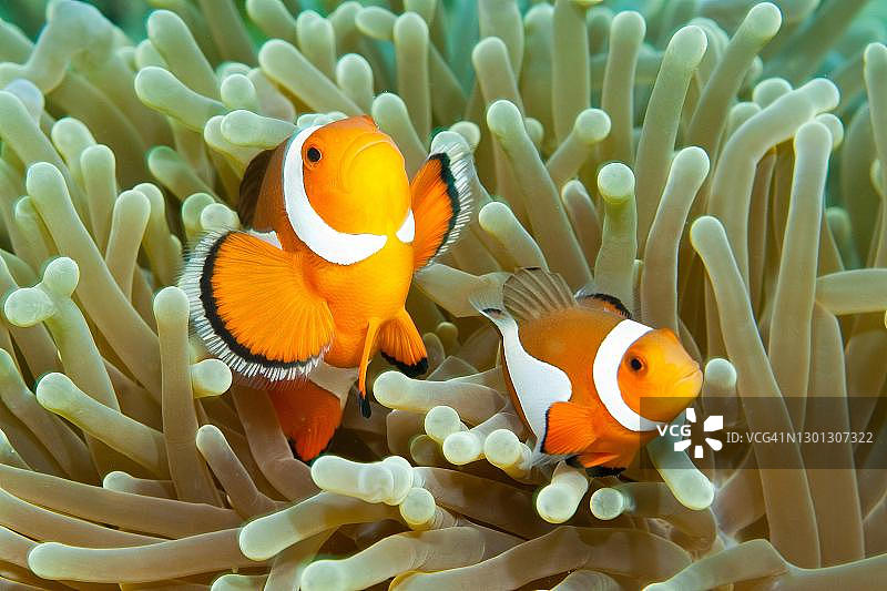 太平洋菲律宾海域的眼斑海葵鱼图片素材