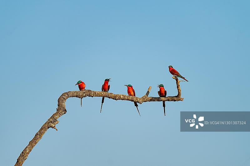 赞比亚深红蜂虎栖息树枝图片素材