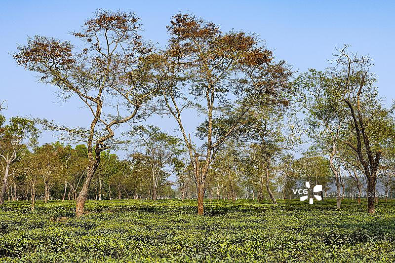 印度阿萨姆邦茶园图片素材