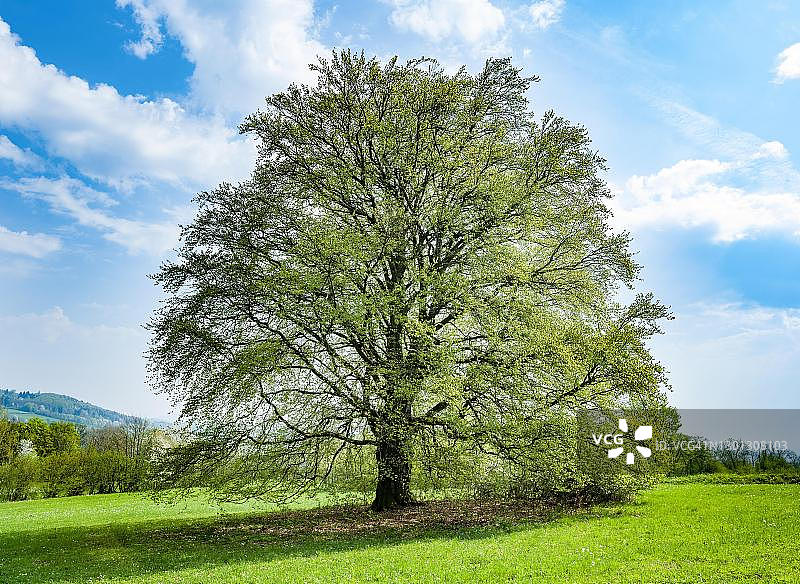 春季的欧洲山毛榉，位于德国巴伐利亚州弗拉敦根附近图片素材