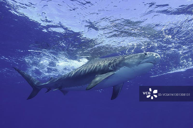 大西洋巴哈马群岛老虎滩的虎鲨图片素材