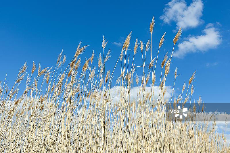 德国图林根，芦苇与蓝天白云图片素材