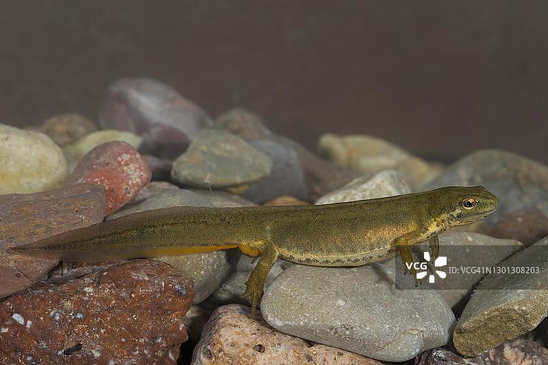 德国图林根水底的普通蝾螈图片素材