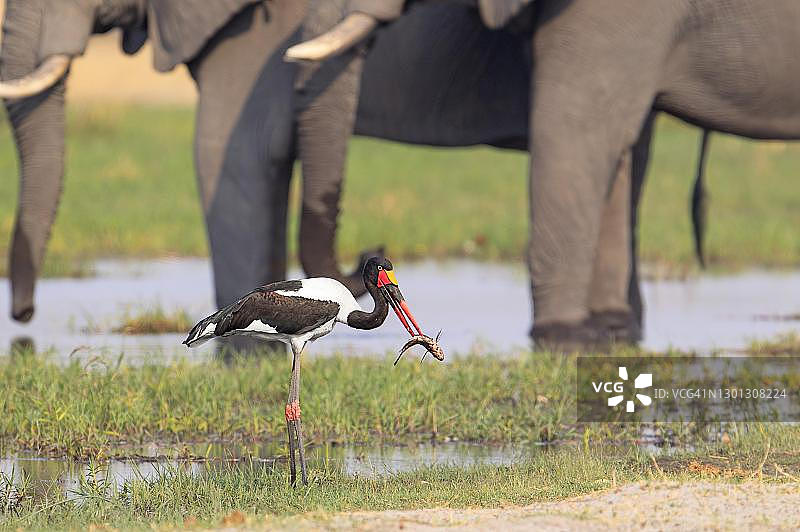 非洲 Botswana 奥卡万戈三角洲：鞍嘴鹳捕食大鱼图片素材