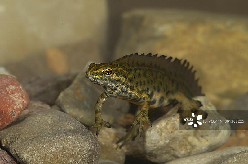 小溪底部的普通蝾螈图片素材