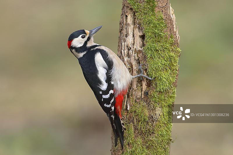 德国北莱茵-威斯特法伦：在苔藓树干上的大斑啄木鸟（雄性）图片素材