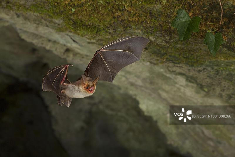 飞行的非洲鼠耳蝠（Myotis punicus），濒危物种，意大利撒丁岛图片素材