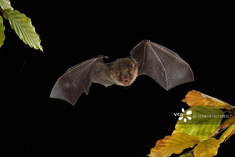 飞行中的大鼠耳蝠，德国图林根图片素材