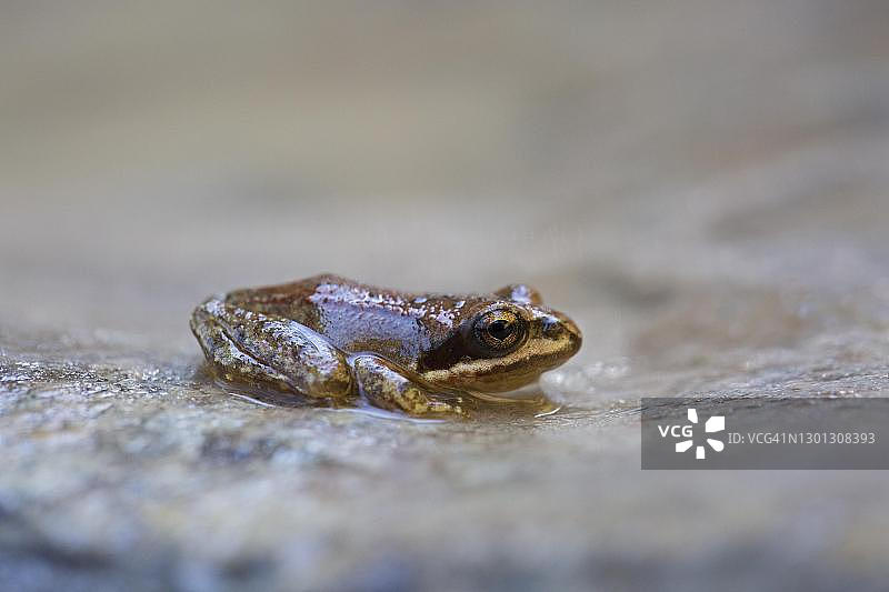 比利牛斯山蛙幼体图片素材