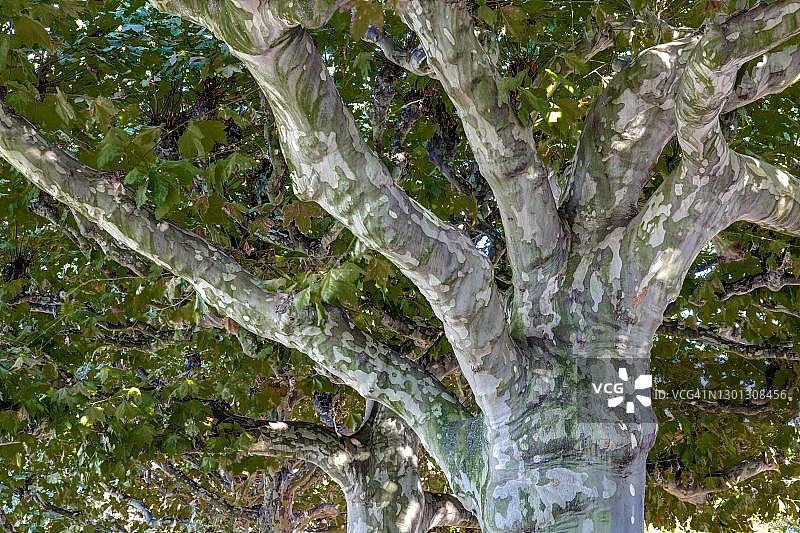 悬铃木的树冠，德国巴登-符腾堡州比伯拉赫里瑟的谢默霍芬图片素材