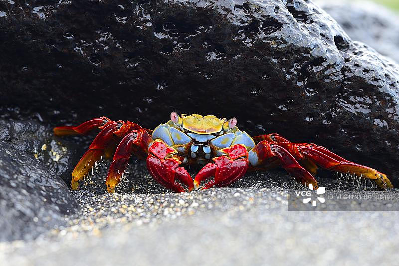 红石蟹，伊莎贝拉岛，加拉帕戈斯群岛，厄瓜多尔图片素材
