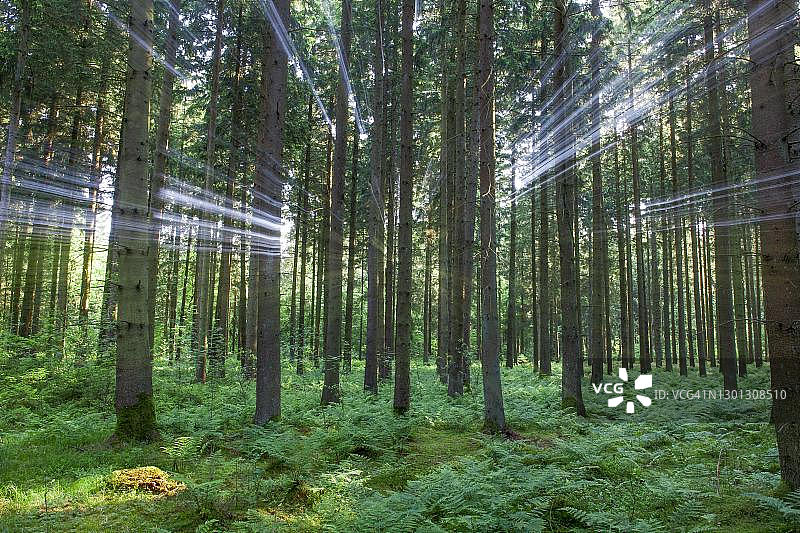 有雾的森林，德国巴登-符腾堡州谢默霍芬图片素材