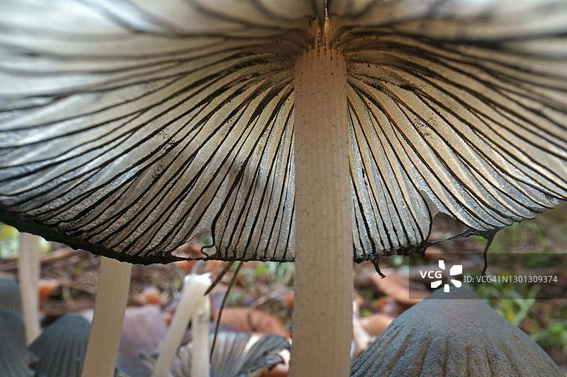 德国黑森的褶皱小伞菇图片素材