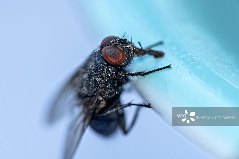 麻蝇攀爬盘子边缘（德国黑森州）图片素材