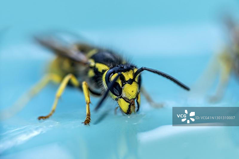 德国黄蜂（Vespula germanica）在盘子里吃蜂蜜，德国黑森州图片素材