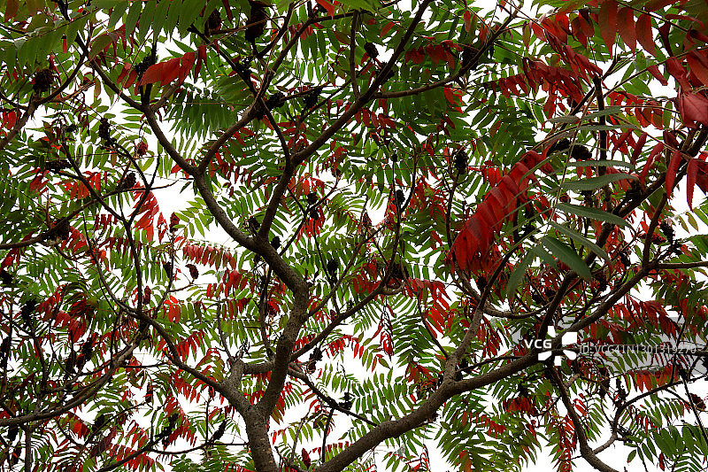 仰视白色天空下的漆树秋叶图片素材