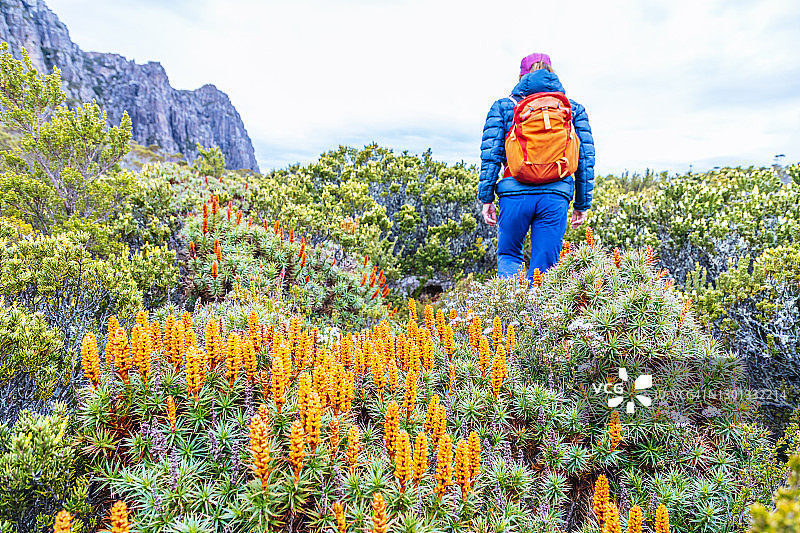 一位女士在米安德河上游山谷徒步，经过塔斯马尼亚的蜜生灌木图片素材