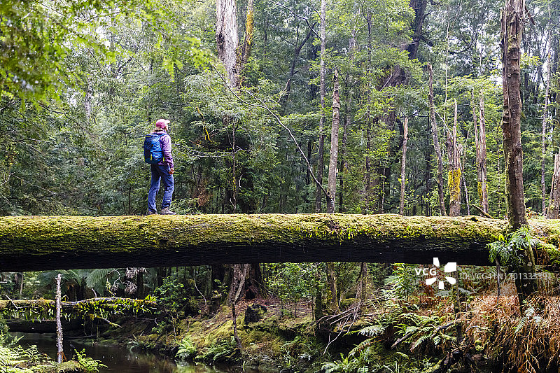女人站在塔金雨林小溪上的一棵倒下的树上图片素材