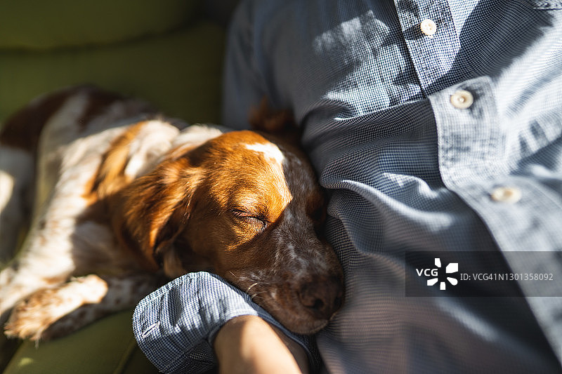 可爱小狗在主人旁边睡觉特写图片素材