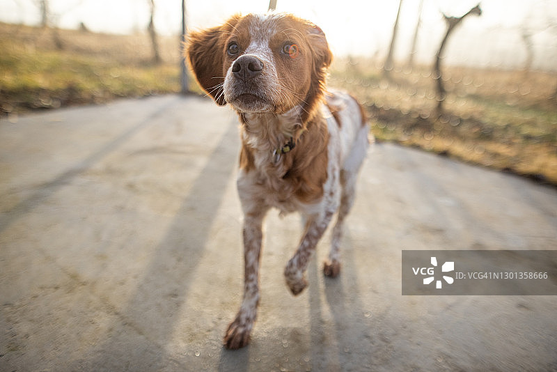 在后院散步时可爱的狗狗特写图片素材