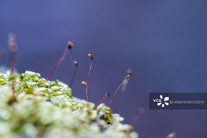 苔藓孢子囊图片素材
