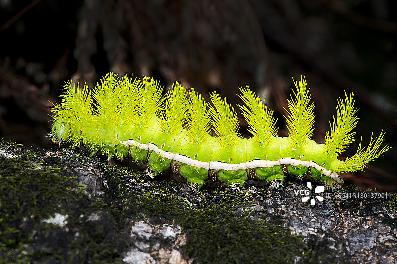 孔雀眼飞蛾毛虫图片素材