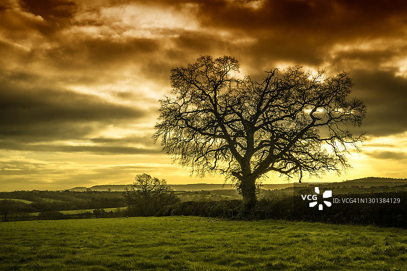 树木在冬天图片素材
