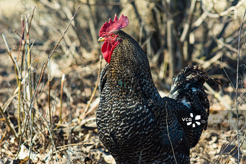 场上鸟的特写镜头图片素材