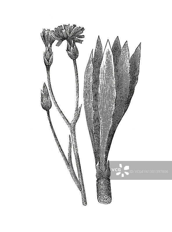 黑婆罗门参古老雕刻插图图片素材