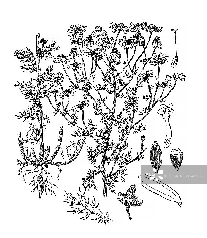 老式雕刻德国洋甘菊插图图片素材