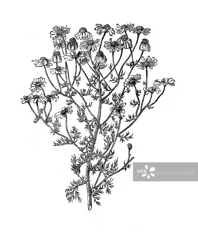 老式雕刻德国洋甘菊插图图片素材