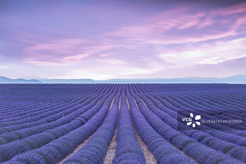 日落时分无尽的紫色薰衣草田，冷紫色调，普罗旺斯，瓦伦索勒，法国图片素材