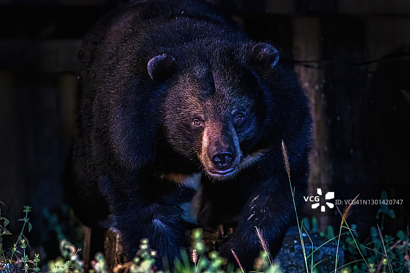 亚洲黑熊（熊，喜马拉雅黑熊），泰国考艾国家公园图片素材