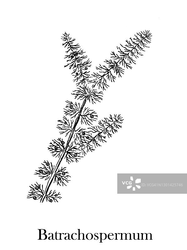 淡水红藻复古雕刻插画图片素材