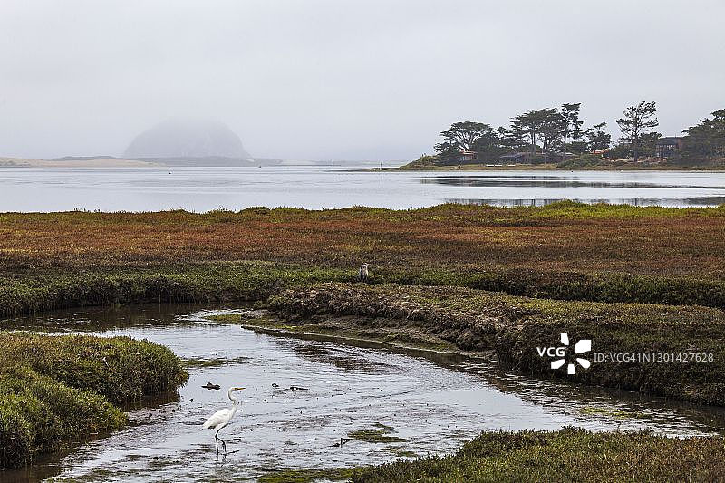 莫罗海岸奥杜邦协会甜泉自然保护区图片素材