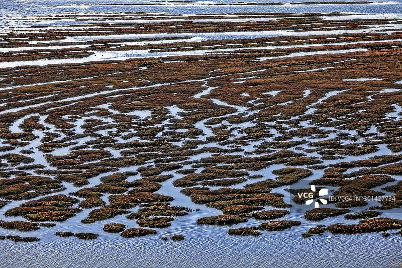 从埃尔芬森林眺望莫罗湾和莫罗岩，贝伍德公园图片素材
