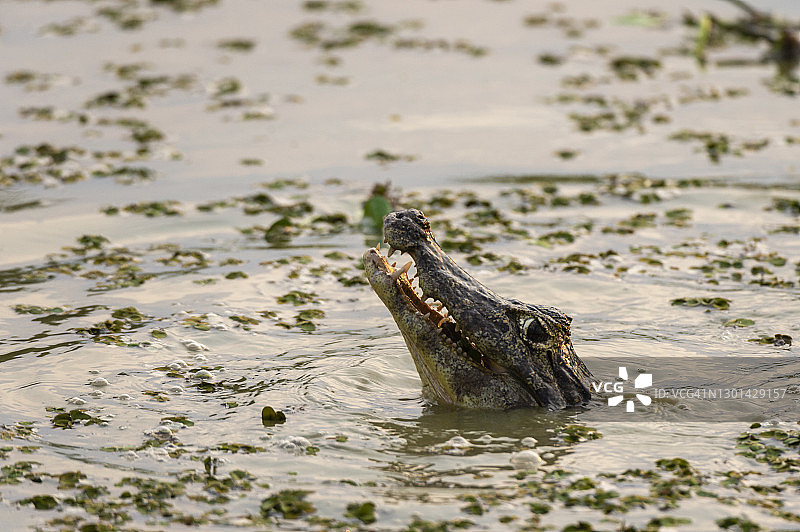 凯门鳄图片素材