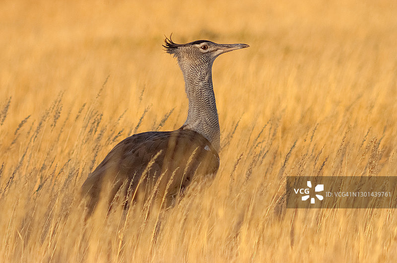 科里鸨图片素材