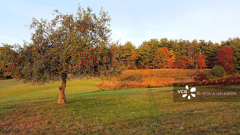苹果树和秋叶图片素材