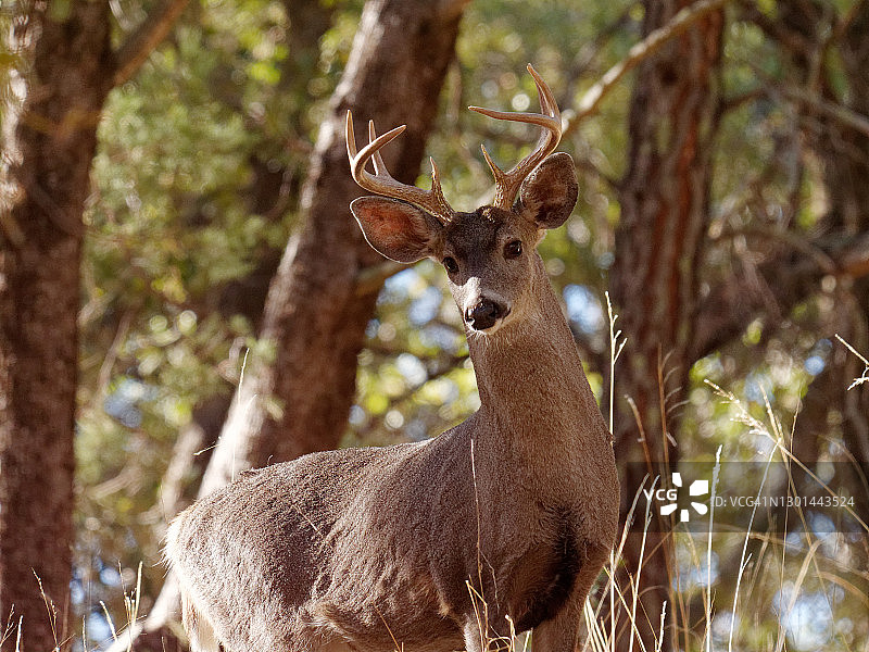 科氏白尾鹿图片素材