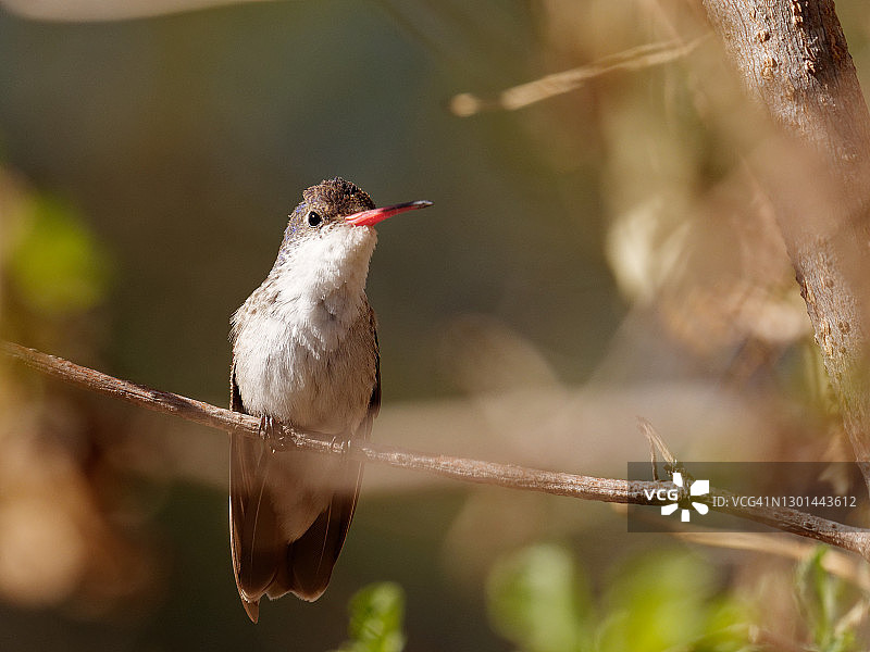 紫冠蜂鸟图片素材