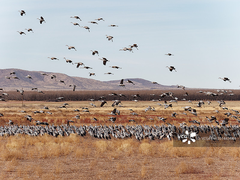 沙丘鹤图片素材