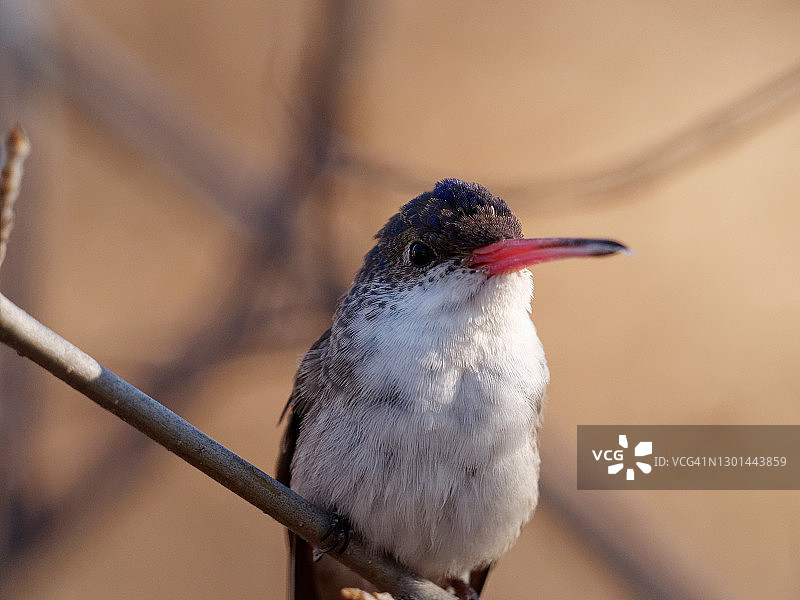 紫冠蜂鸟图片素材