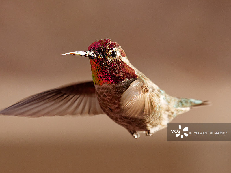 雄性安娜蜂鸟图片素材
