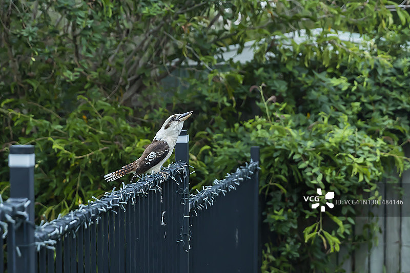 栖息在泳池围栏上的澳洲笑翠鸟图片素材