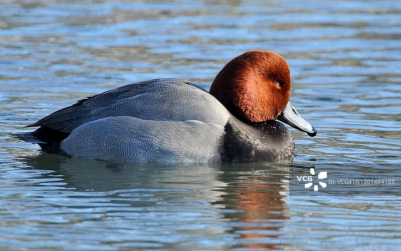 红头潜鸭图片素材