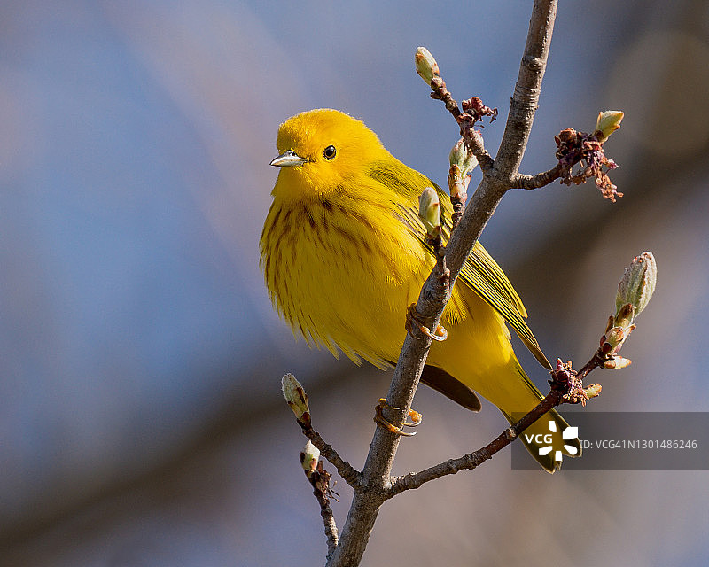 宾夕法尼亚州春季迁徙期间的亮黄色莺图片素材