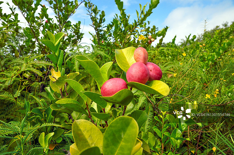 带有粉红色果实的热带植物可可李图片素材